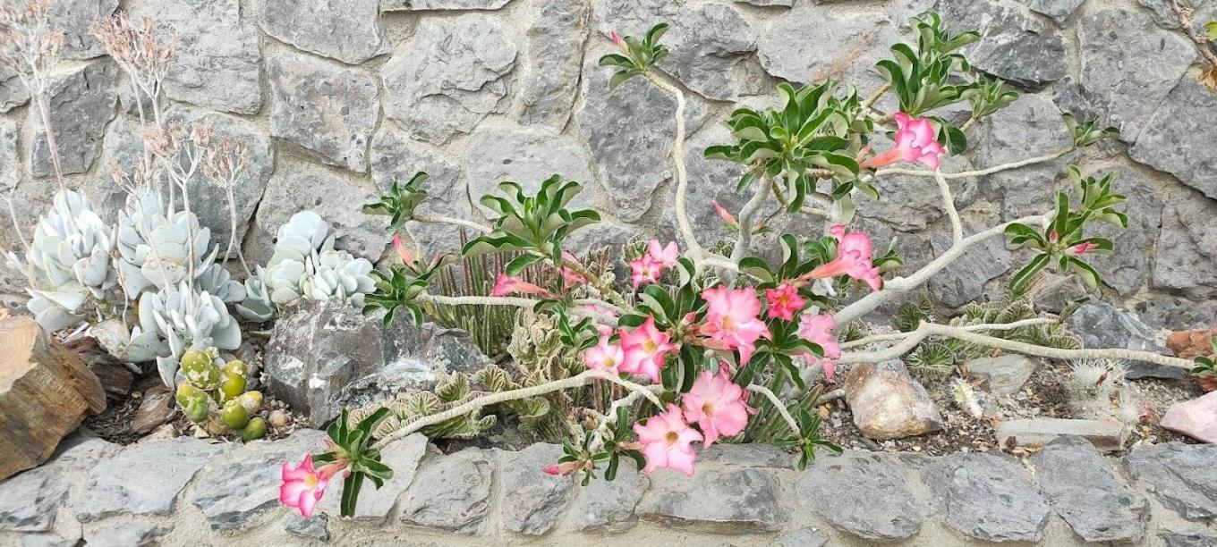 3 Aloes Guesthouse Uis Eksteriør billede